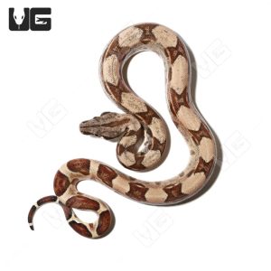 Male Hypo Het Snow (Kahl/Anery Type 1) Boa #1 | Buy Male Hypo Het Snow (Kahl/Anery Type 1) Boa #1 Online