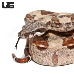 Female Hypo Het Snow (Kahl/Anery Type 1) Boa #2 | Buy Female Hypo Het Snow (Kahl/Anery Type 1) Boa #2 Online