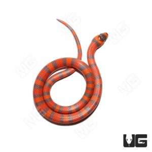 Baby Hypo Tangerine Poss Het Albino Honduran Milksnake | Baby Hypo Tangerine Poss Het Albino Honduran Milksnake For Sale