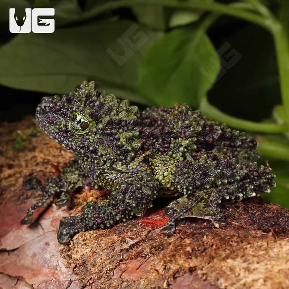 Jumbo Vietnamese Mossy Frog | Buy Vietnamese Mossy Frog