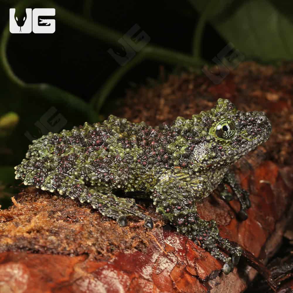 Jumbo Vietnamese Mossy Frog - Image 4