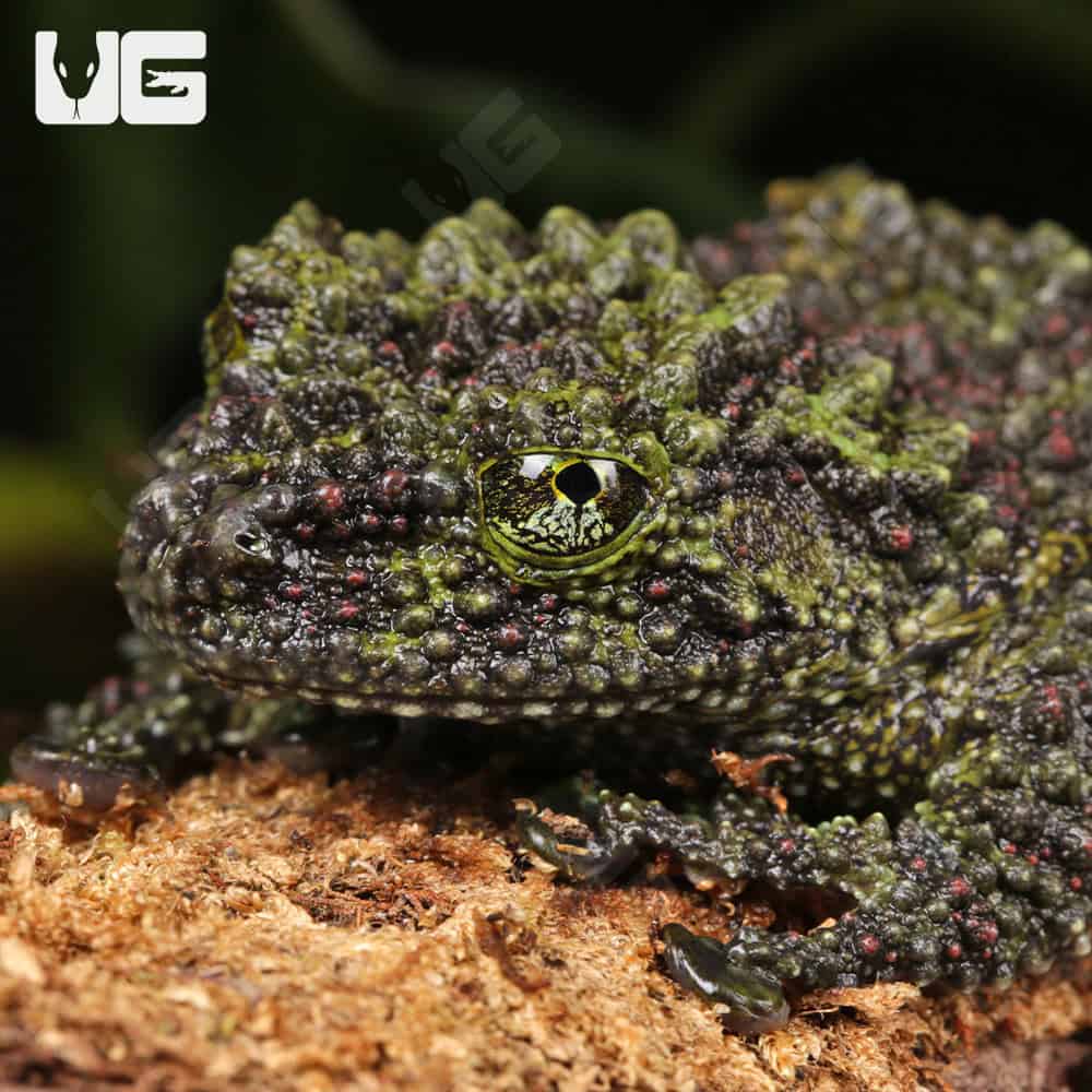 Jumbo Vietnamese Mossy Frog - Image 2