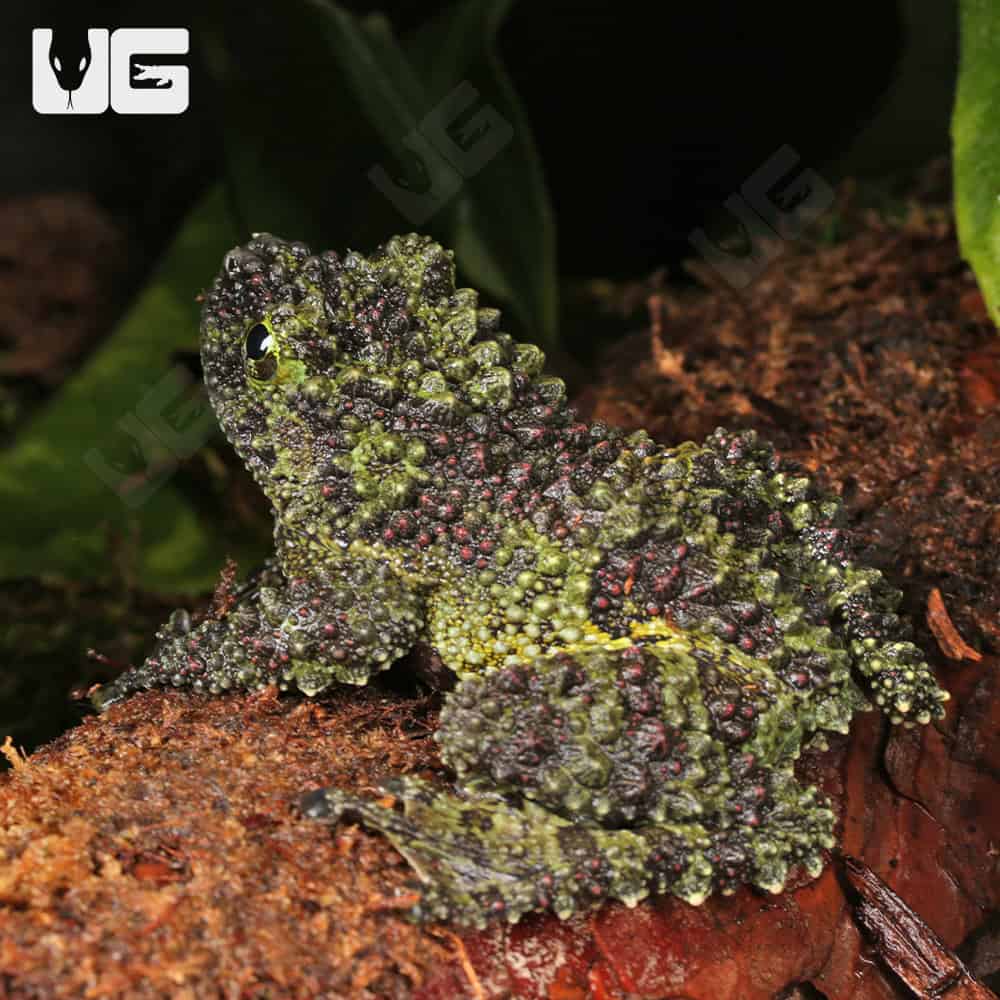 Jumbo Vietnamese Mossy Frog - Image 3