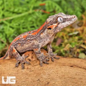 Juvenile Red Striped Gargoyle Gecko | Juvenile Gargoyle Gecko