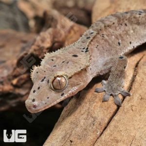 Juvenile Dark Dalmatian Crested Gecko | Buy Juvenile Crested Gecko