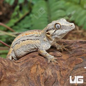 Baby High Contrast Striped Gargoyle Gecko | Buy Baby High Contrast Striped Gargoyle Gecko
