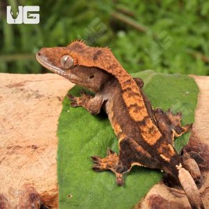 Juvenile Harlequin Crested Gecko | Buy Juvenile Harlequin Gecko