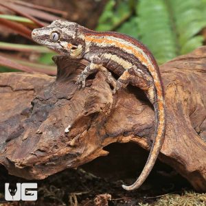 Baby Red Striped Gargoyle Gecko | Buy Red Gargoyle Gecko