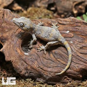 Juvenile Reticulated Gargoyle Gecko | Buy Juvenile Reticulated Gecko