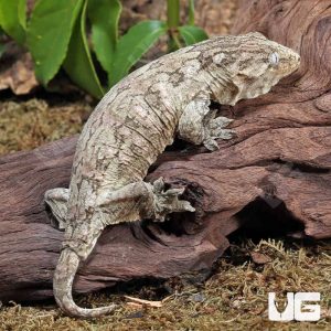 Subadult Female Leachianus Gecko #4 | Buy Subadult Female Leachianus Gecko #4