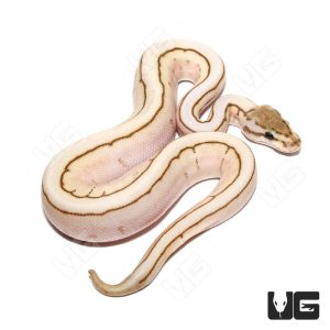 Baby Male Lesser Spider Pinstripe Ball Python | Buy Baby Male Lesser Spider Pinstripe Ball Python Online
