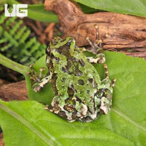Madagascar Marbled Rain Frog | Buy Madagascar Marbled Frog