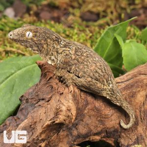 Melanistic x GTX x Nu Ana (66% Het Mel) Leachianus Gecko | Buy Melanistic x GTX x Nu Ana (66% Het Mel) Leachianus Gecko