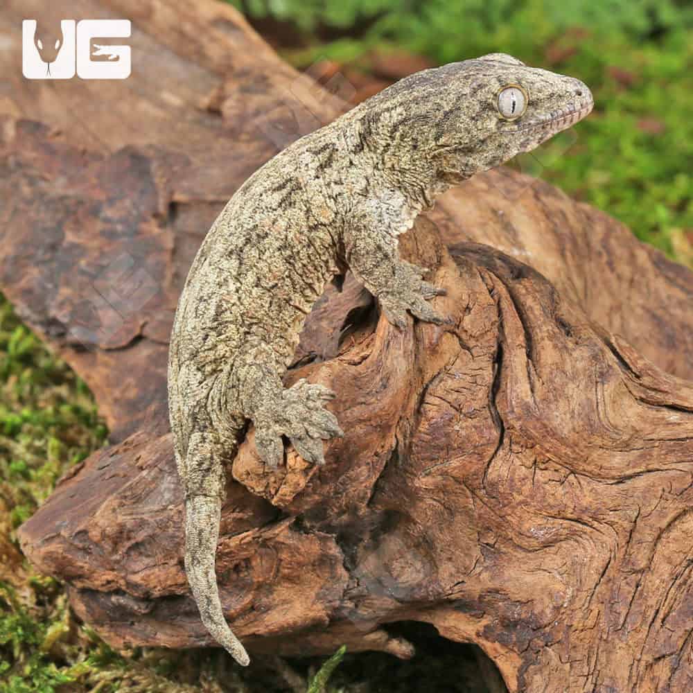 Baby Neon Snow x GTX Leachianus Gecko #3 | Buy Baby Neon Snow x GTX Leachianus Gecko #3 Online In USA