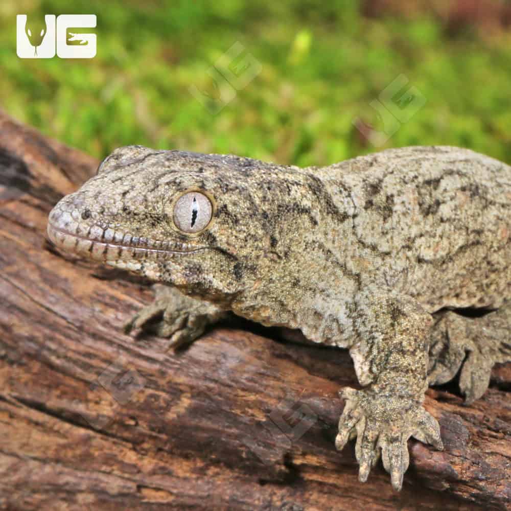 Baby Neon Snow x GTX Leachianus Gecko #3 - Image 4