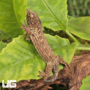 Baby Neon Snow x GTX Leachianus Gecko #2 | Baby Neon Snow x GTX Leachianus Gecko #2 For Sale