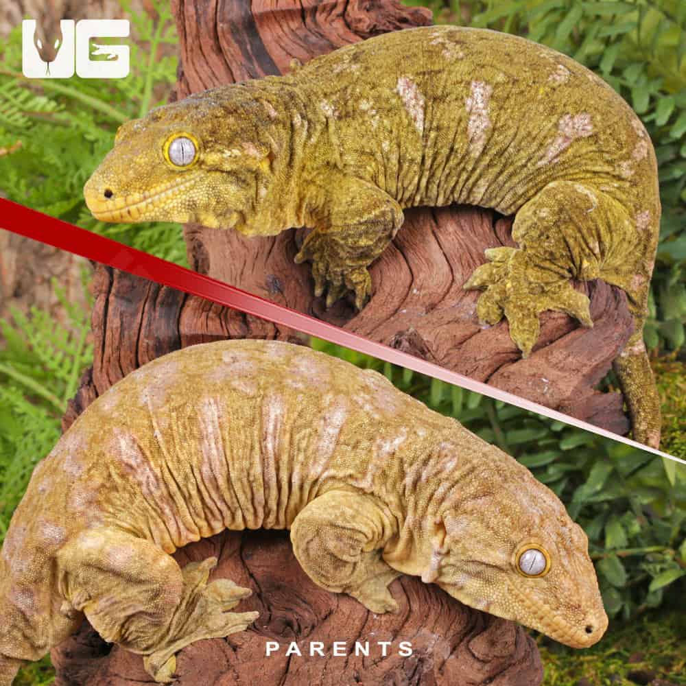 Baby Neon Snow x GTX Leachianus Gecko #3 - Image 2