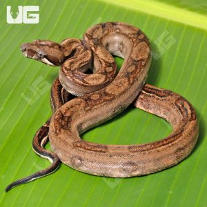 Female Onyx Het Blood 66% Anery 2 Boa #B87 | Buy Female Onyx Het Blood 66% Anery 2 Boa #B87 Online