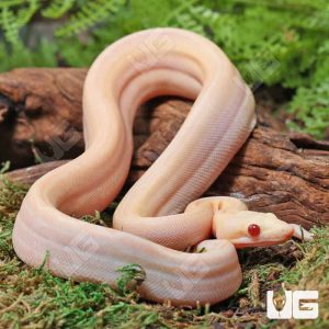 Male Orangasm Pastel Kahl Albino Eclispe Boa #B97 | Buy Male Orangasm Pastel Kahl Albino Eclispe Boa #B97 Online