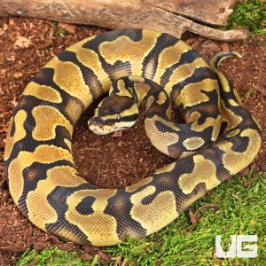 Baby Orange Dream Enchi D.H. VPI Axanthic Pied Ball Python | Baby Orange Dream Enchi D.H. VPI Axanthic Pied Ball Python For Sale