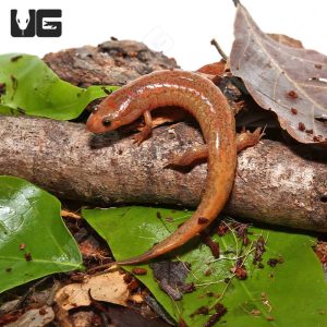 Orange Dusky Salamander | Orange Dusky Salamander For Sale