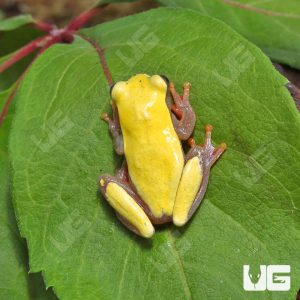 Patternless Triangle Tree Frog | Buy Patternless Triangle Tree Frog
