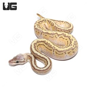 Baby Female Pinstripe Mojave Pastel Ball Python | Buy Baby Female Pinstripe Mojave Pastel Ball Python Online In USA