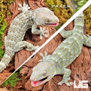 C.B. Baby Platinum Tokay Gecko | Platinum Tokay Gecko For Sale