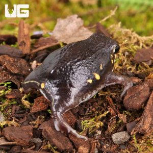 Power’s Rain Frog | Buy Power’s Rain Frog Online