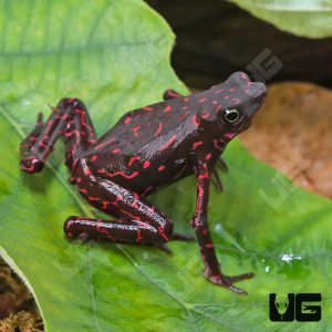 Purple Harlequin Toad | Where To Buy Purple Harlequin Toad