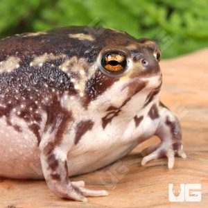 Common Rain Frog | Buy Common Rain Frog Online