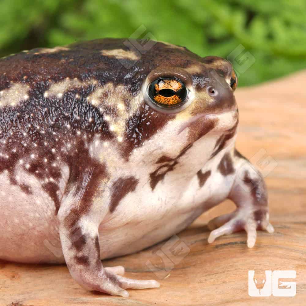 Common Rain Frog | Buy Common Rain Frog Online