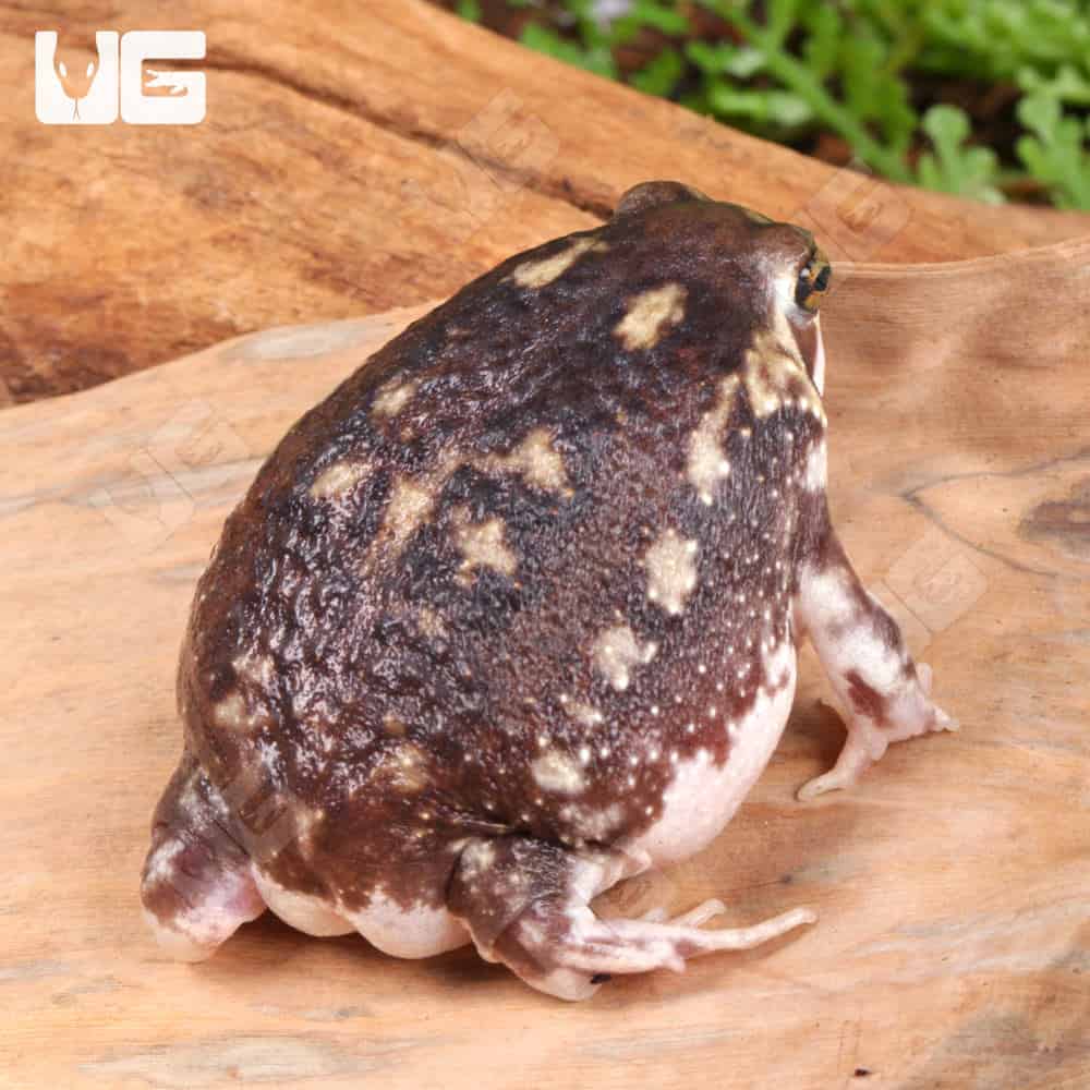 Common Rain Frog - Image 3