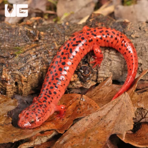 Red Ruber Salamander | Red Ruber Salamander For Sale