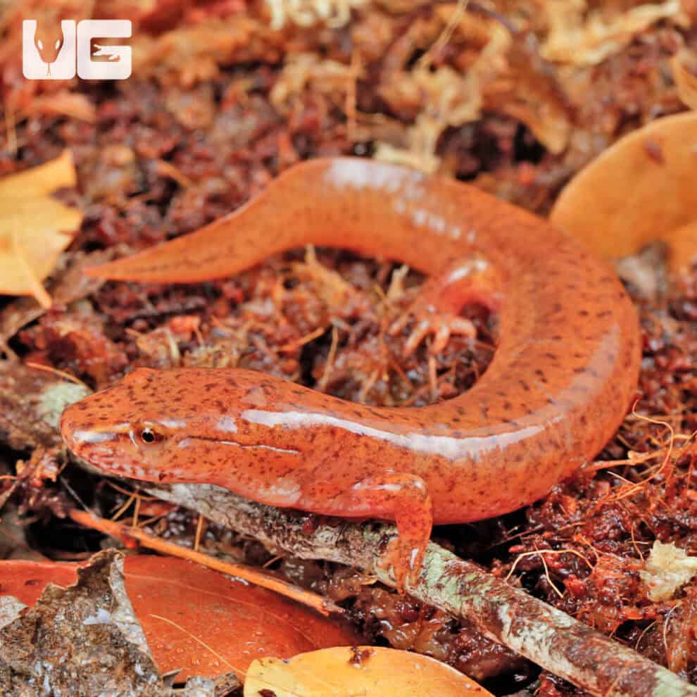 Red Spring Salamander | Red Spring Salamander For Sale