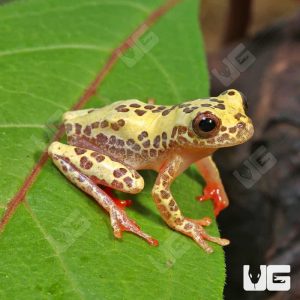 Reticulated Triangle Tree Frog | Buy Reticulated Triangle Tree Frog