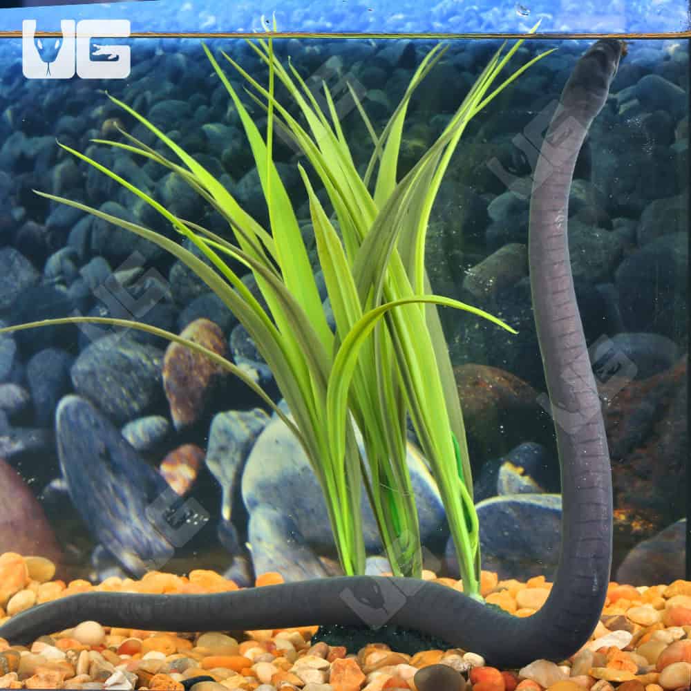 Aquatic Caecilian - Image 4