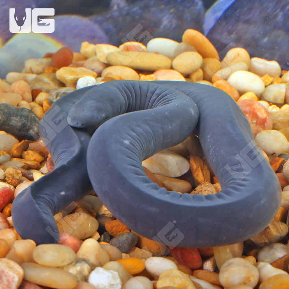 Aquatic Caecilian - Image 2
