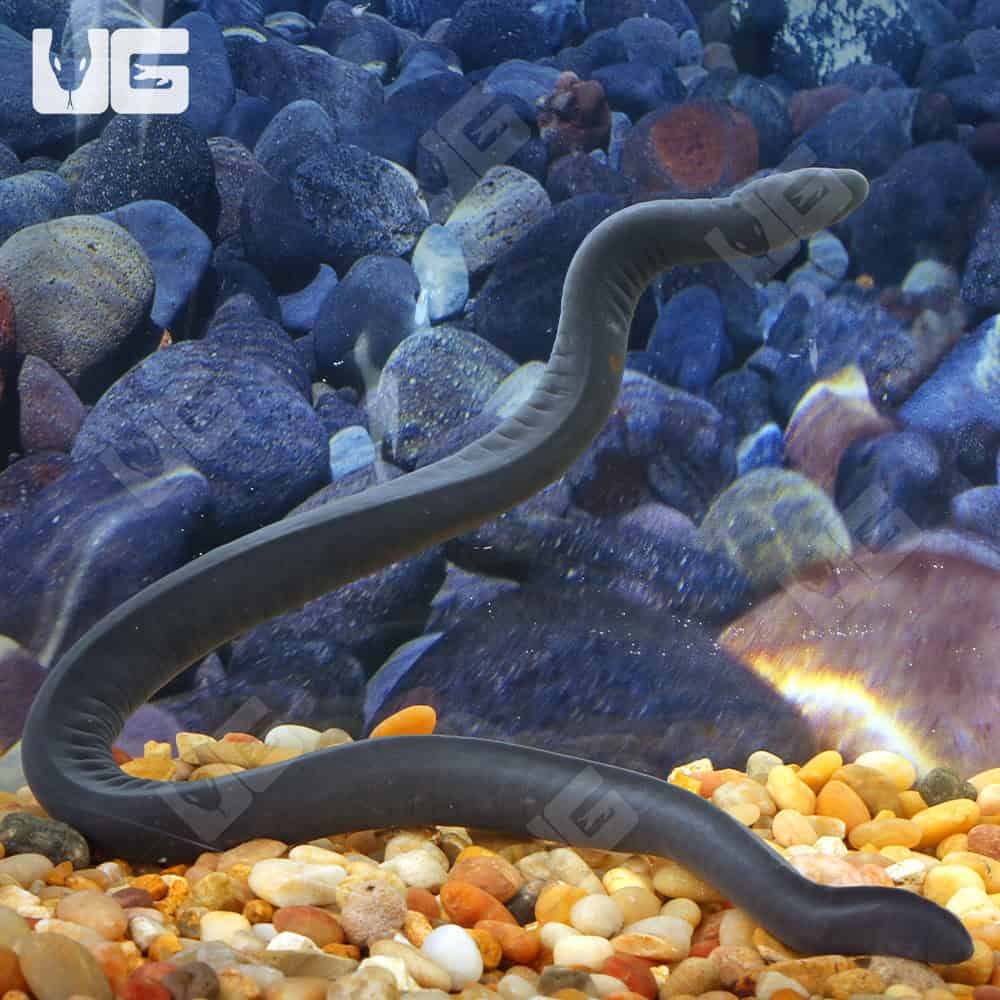 Aquatic Caecilian | Aquatic Caecilian For Sale