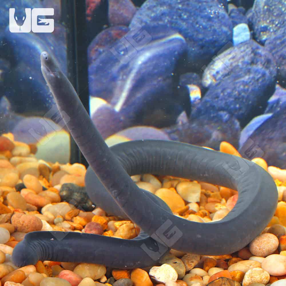 Aquatic Caecilian - Image 3