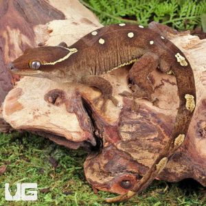 Male White Collar Sarasinorum Gecko | White Collar Sarasinorum Gecko