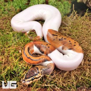 Baby Male Spinner Pied Ball Python | Spinner Pied Ball Python