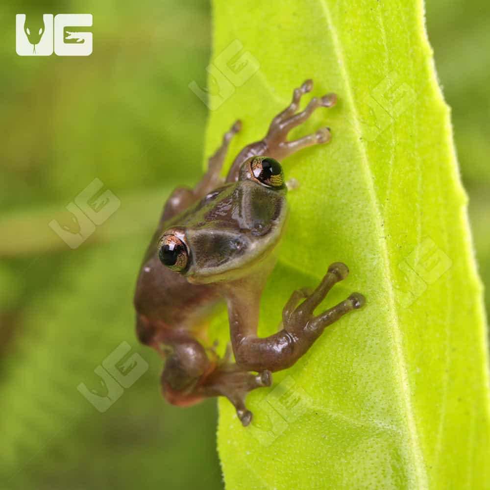 C.B. Baby Yucatan Shovel Nose Tree Frog - Image 2