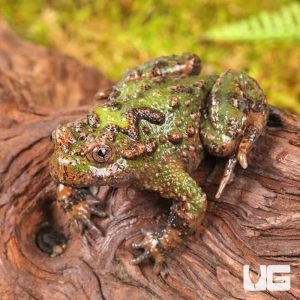 Small Webbed Bell Toad | Buy Small Webbed Bell Toad