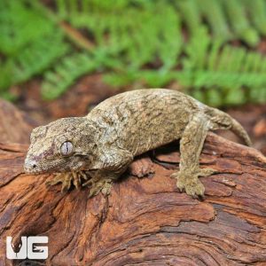 Baby Snowflake Nu Ana Leachianus Gecko | Buy Baby Snowflake Nu Ana Leachianus Gecko | Baby Snowflake Nu Ana Leachianus Gecko For Sale