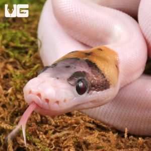Baby Female High Expression Scaleless Head Spied Poss Pinstripe Ball Python