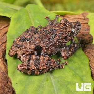 Spiny Warty Frog | Buy Spiny Warty Frog Online