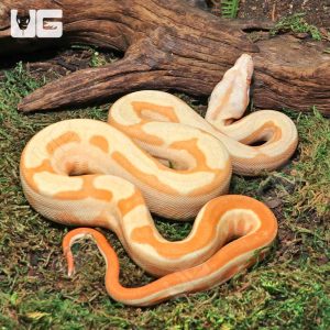 Male Super Hypo Sharp Sunglow Arabesque 66% Het RDR BEA 66% Het Anery Boa #B115