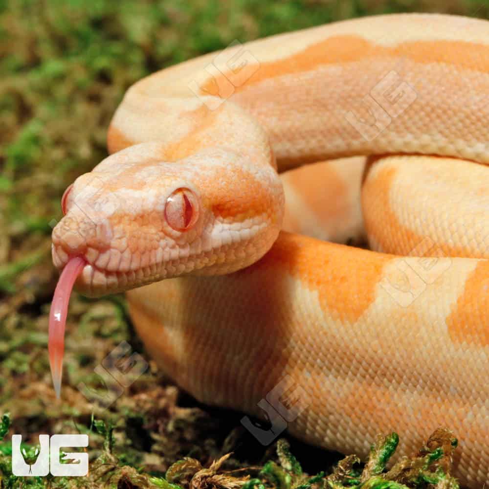 Male Super Hypo Sharp Sunglow Arabesque 66% Het RDR BEA 66% Het Anery Boa #B115 - Image 2