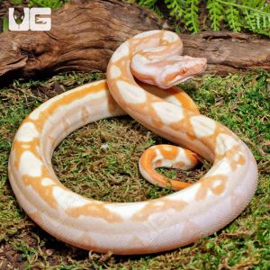Female Super Sharp Sunglow 66% Het RDR BEA 66% Het Anery Boa #B117